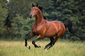 Horse Skin & Wound Care