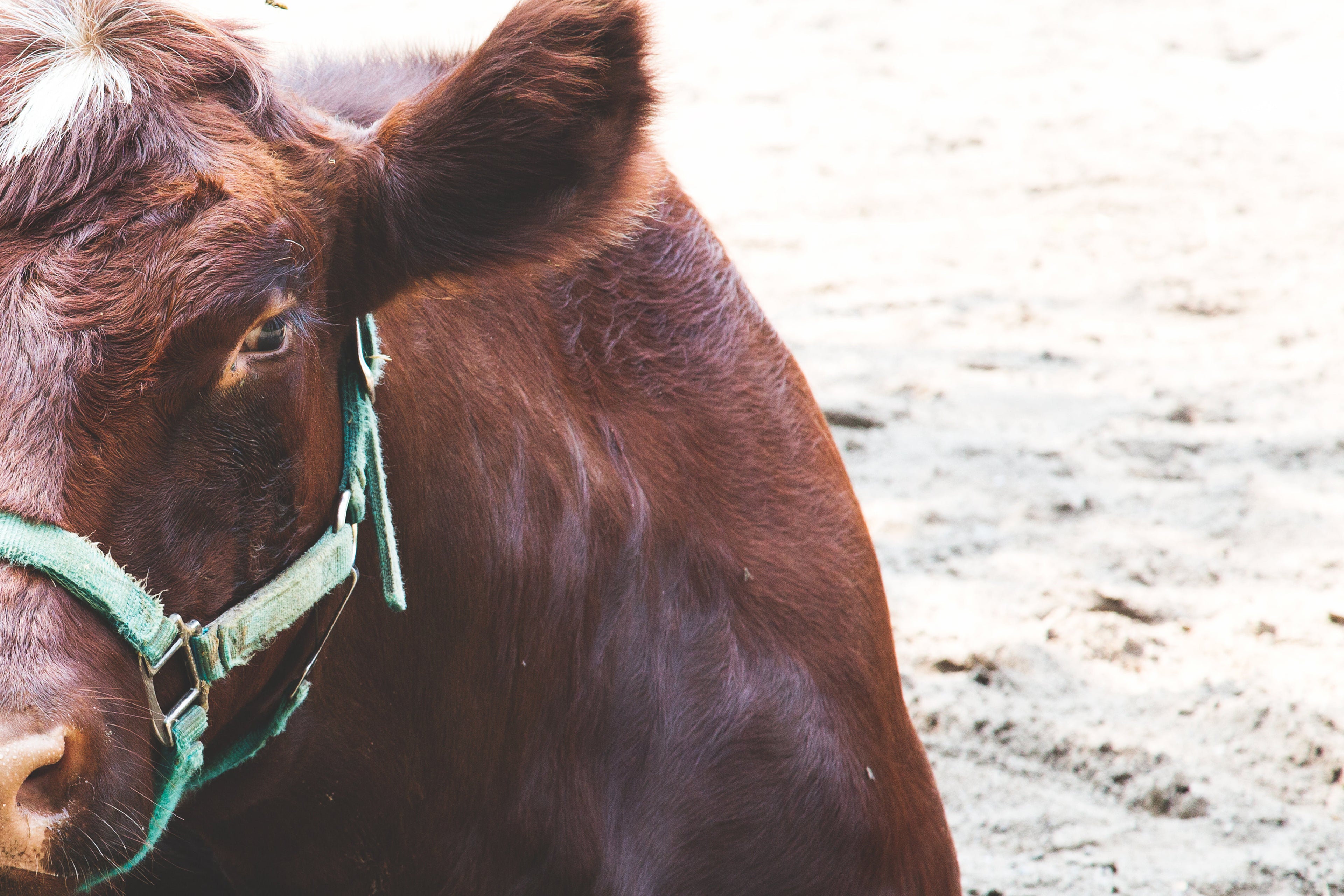 Cattle Hoofcare
