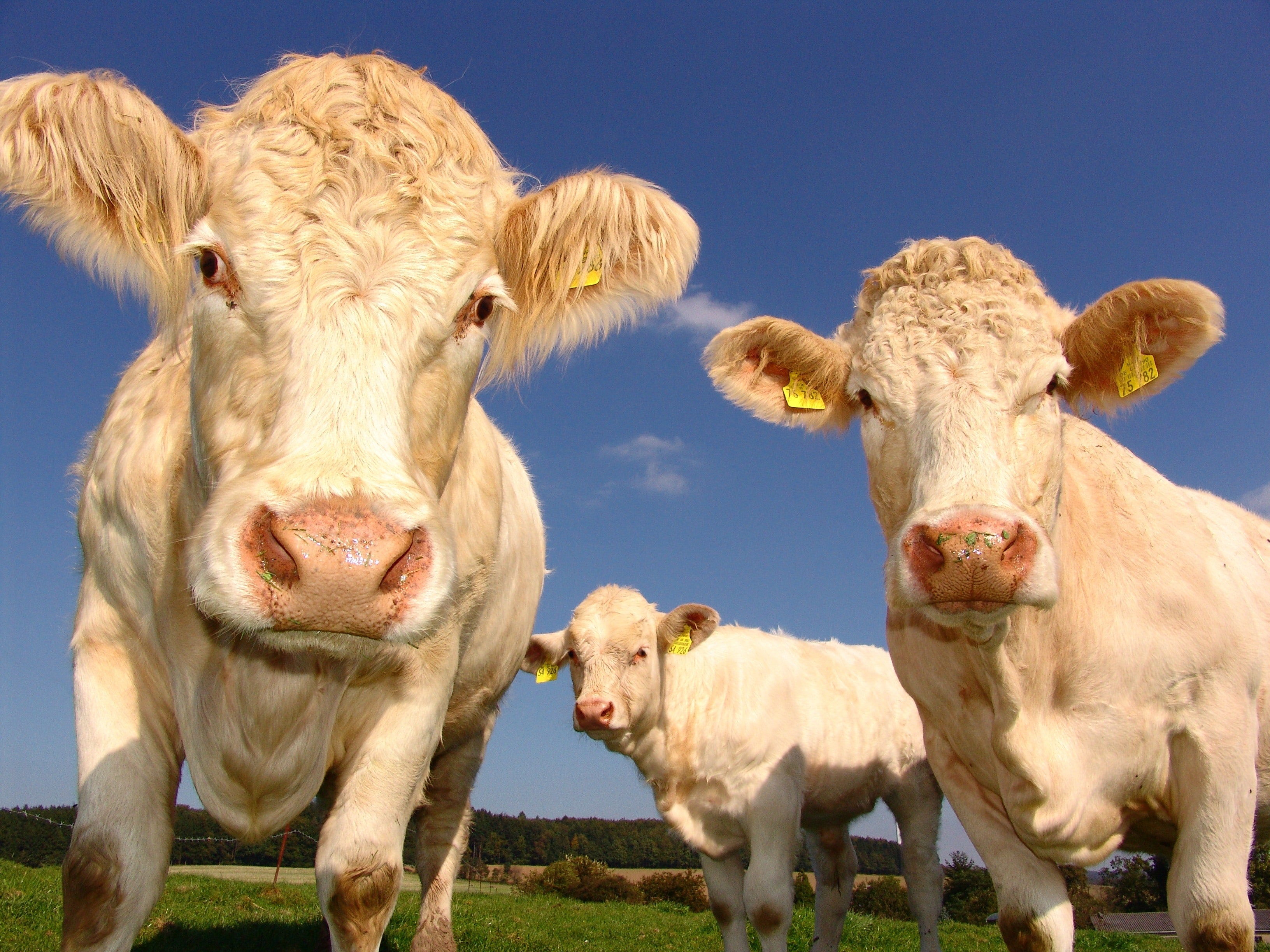 Cattle Oral Drenches