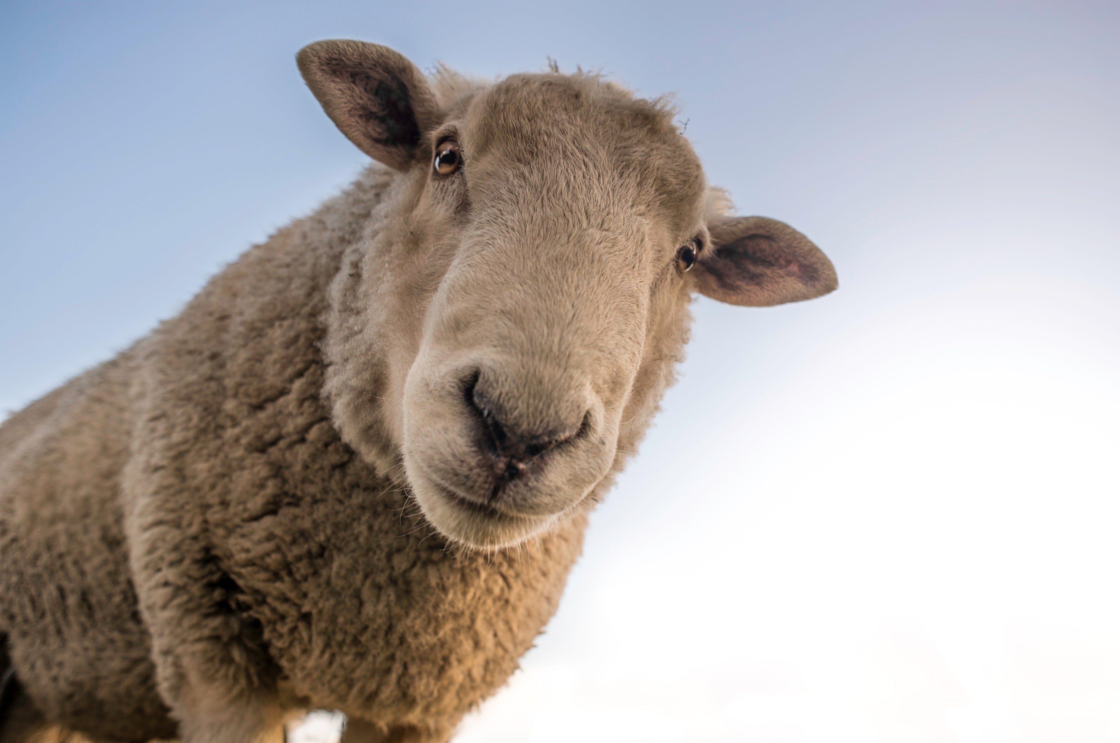 Sheep Boluses