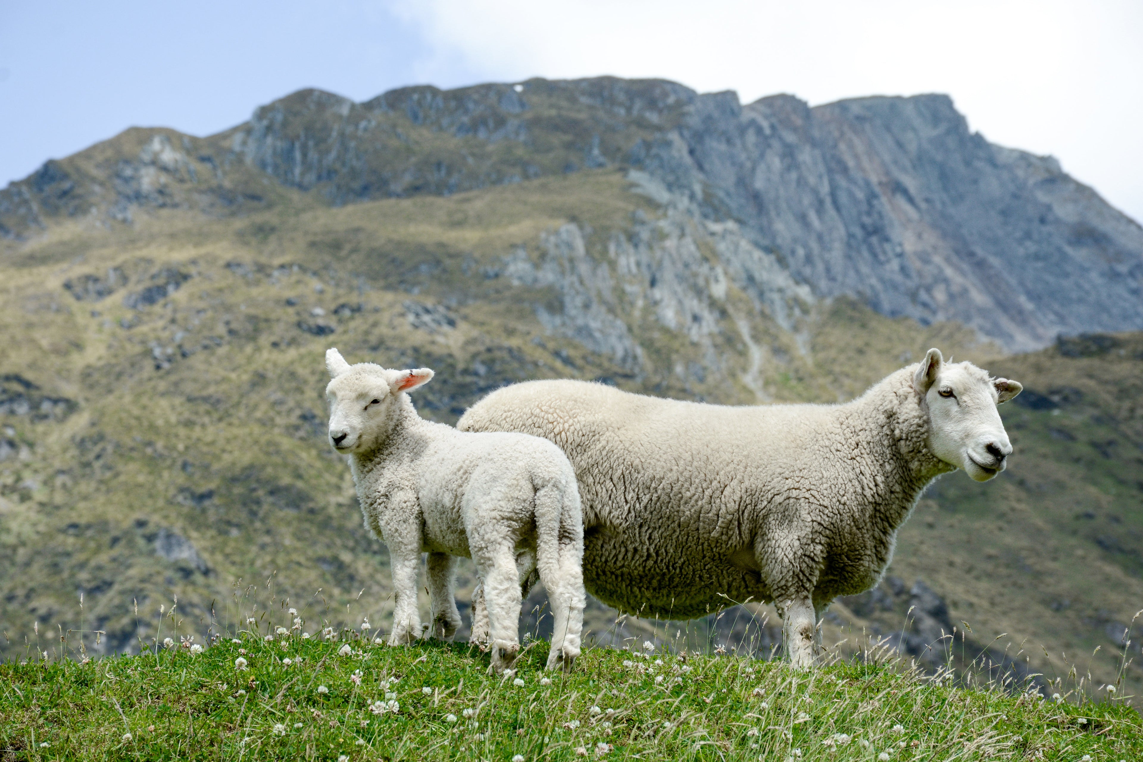 Sheep Grooming