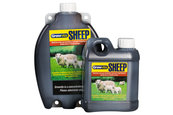 Growvite Sheep