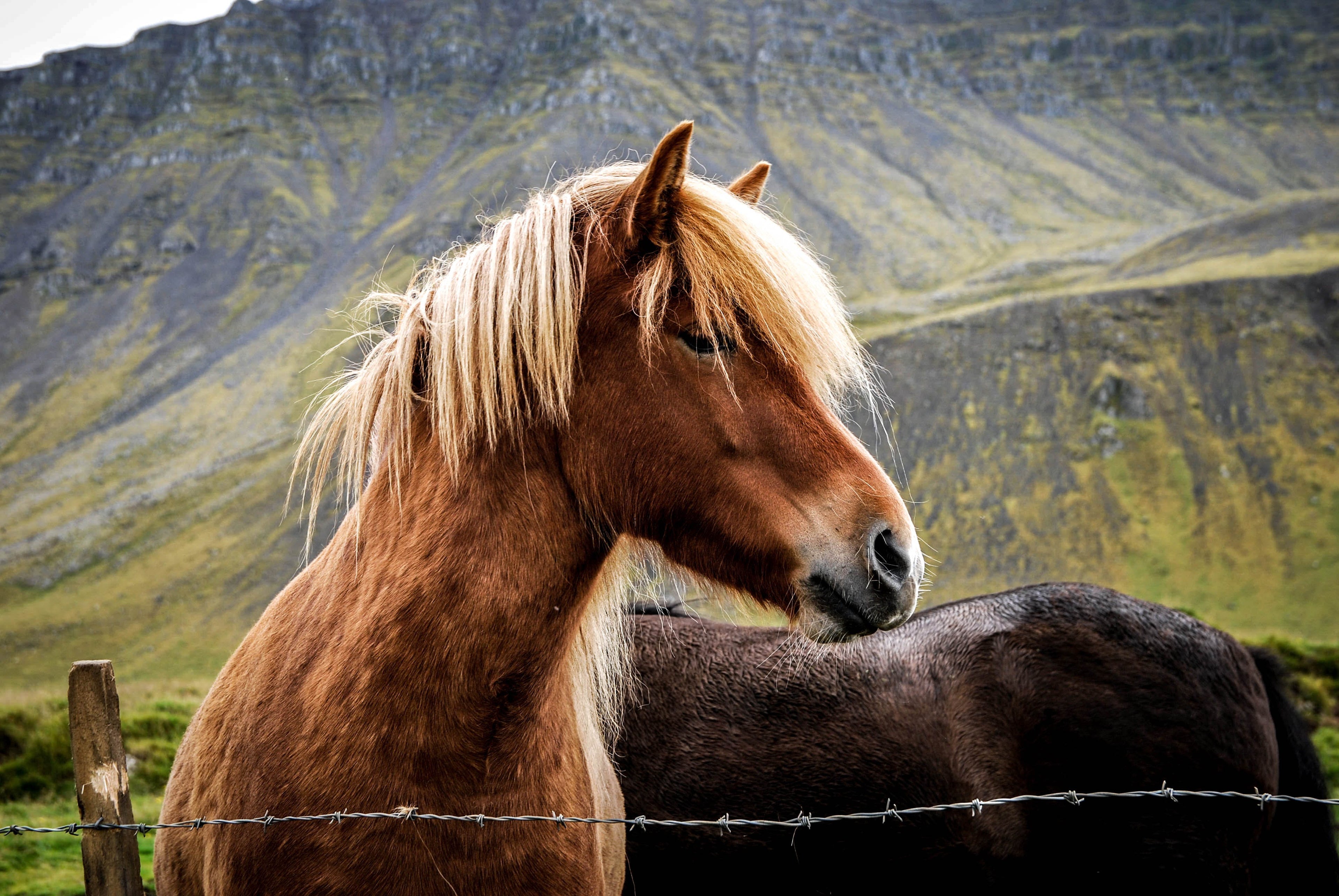 Horse Mineral Supplements